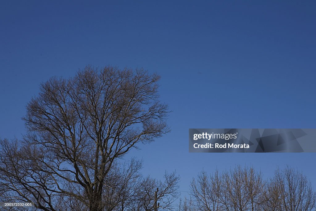 Tree branches against blue sky