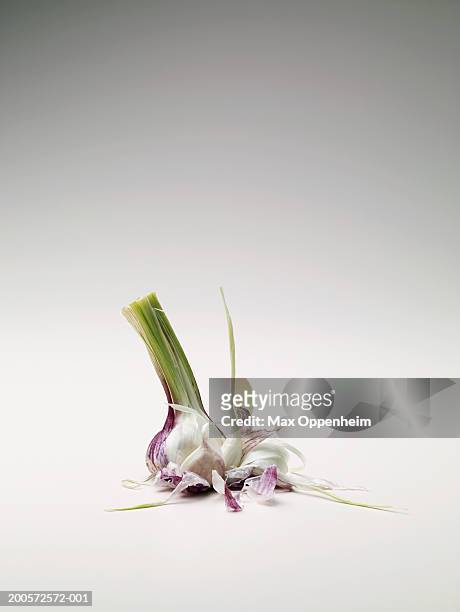 garlic bulb, close-up - knoblauch stock-fotos und bilder