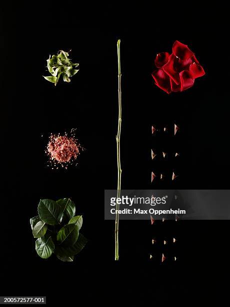 dissected red rose on black background - thorn foto e immagini stock