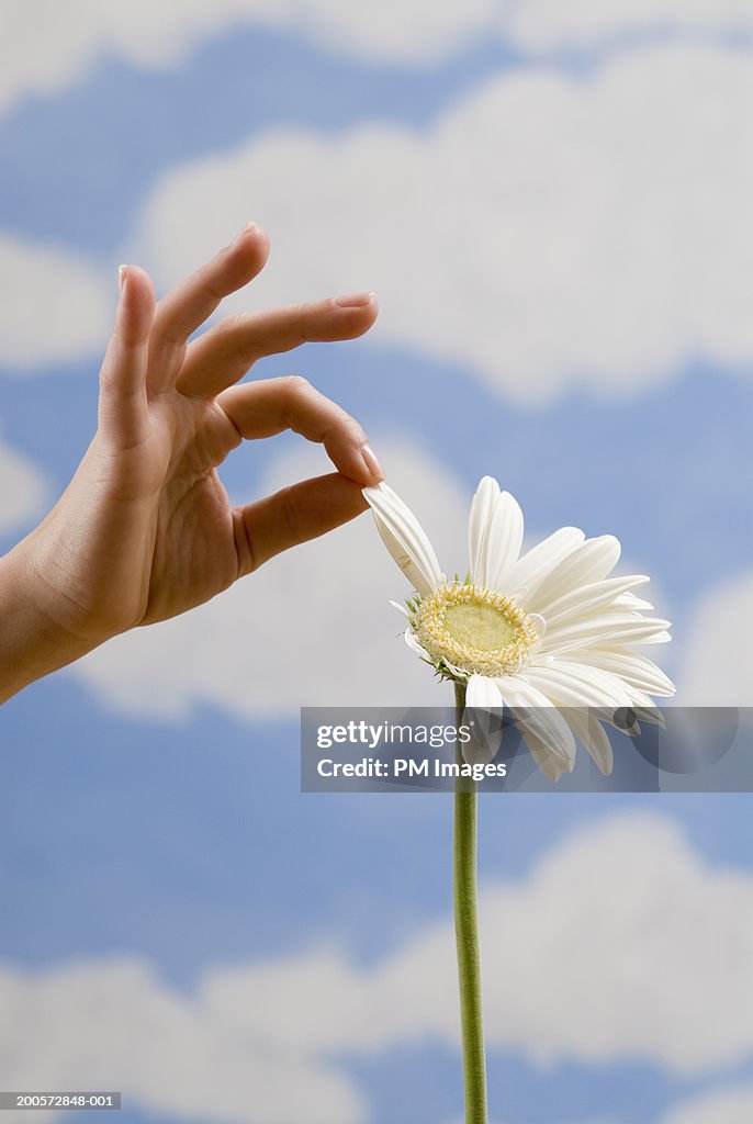 Woman pulling petal from daisy, close-up