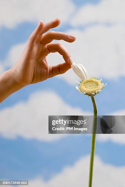 woman pulling petal from daisy, close-up - cesar flores fotografías e imágenes de stock