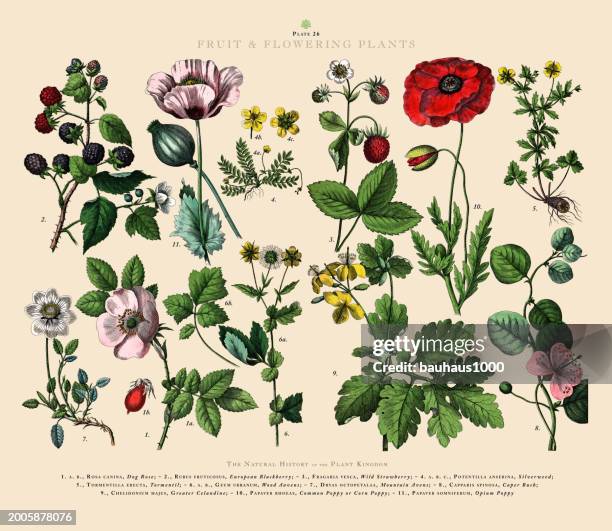 ilustrações de stock, clip art, desenhos animados e ícones de fruit and flowering plants, plant kingdom, victorian botanical illustration, circa 1853 - alcaparra