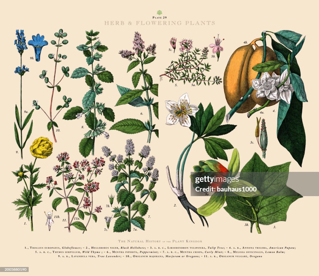 Herb and Flowering Plants, Plant Kingdom, Victorian Botanical Illustration, Circa 1853