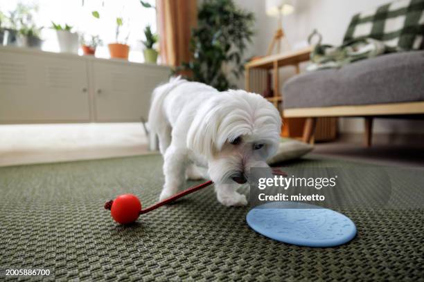 lindo perrito maltés jugando con juguete de cuerda - perro faldero fotografías e imágenes de stock