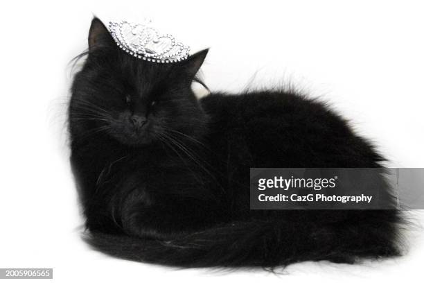 pure black cat - blessing of the animals stock pictures, royalty-free photos & images