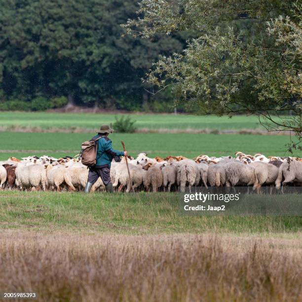 female shepherd herding sheep in dutch nature reserve area - ram stick stock pictures, royalty-free photos & images