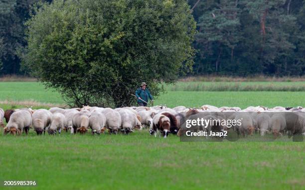 female shepherd herding sheep in dutch nature reserve area - ram stick stock pictures, royalty-free photos & images