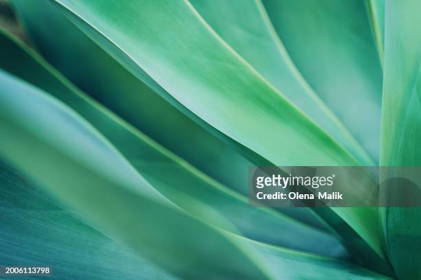 aloe plant, close-up. beautiful natural background - americana aloe stock pictures, royalty-free photos & images