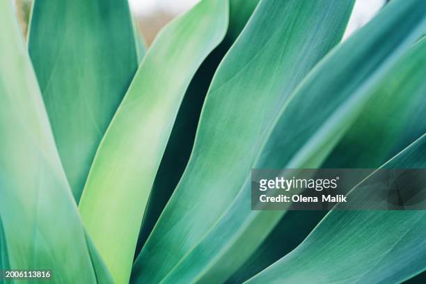 aloe plant, close-up. beautiful natural background - americana aloe stock pictures, royalty-free photos & images