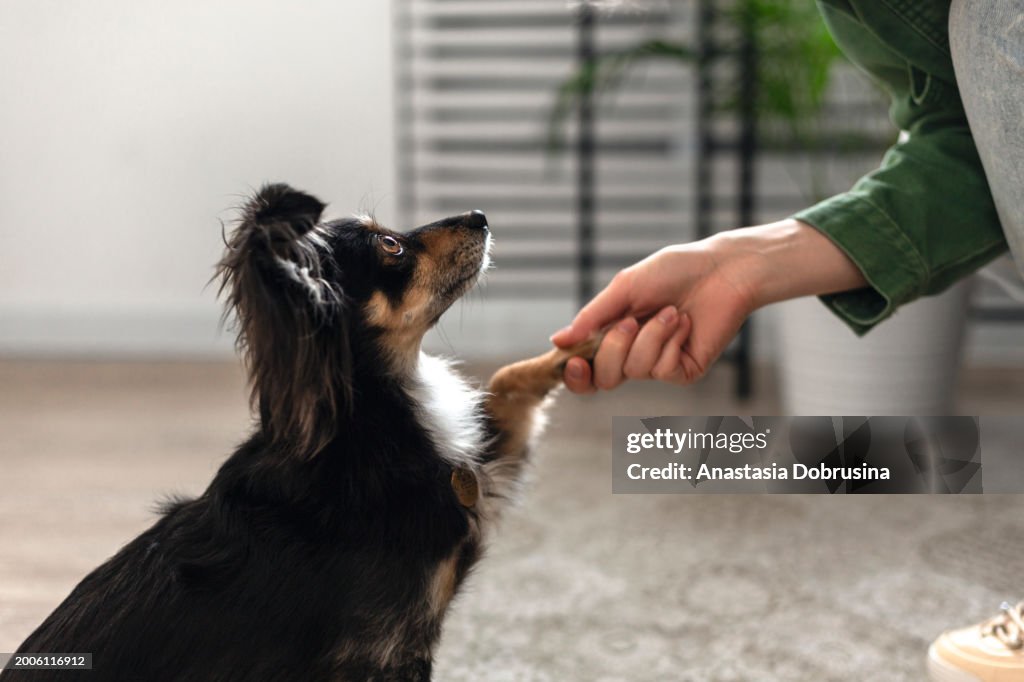Kleiner Hund gibt Pfote an Besitzerin