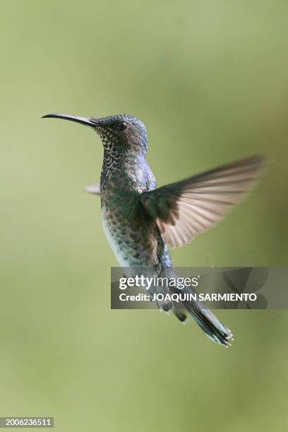 Florisuga mellivora hummingbird is pictured in Dagua, department of Valle del Cauca, Colombia, during the 2024 Colombian Bird Fair on February 15,...