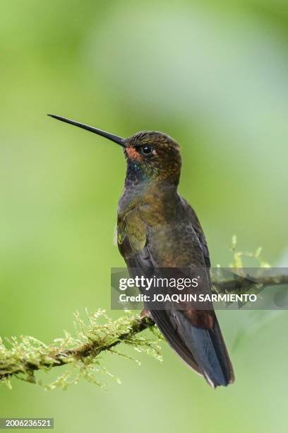 Urochroa bougueri hummingbird is pictured in Dagua, department of Valle del Cauca, Colombia, during the 2024 Colombian Bird Fair on February 15,...