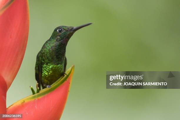 Heliodoxa imperatrix hummingbird is pictured in Dagua, department of Valle del Cauca, Colombia, during the 2024 Colombian Bird Fair on February 15,...