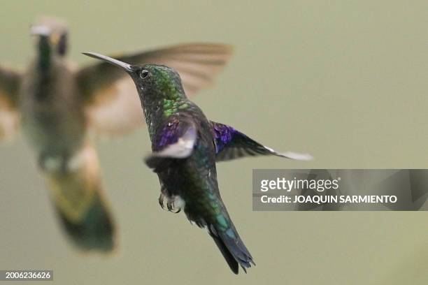 Crowned Woodnymph Thalurania colombica hummingbird is pictured in Dagua, department of Valle del Cauca, Colombia, during the 2024 Colombian Bird Fair...