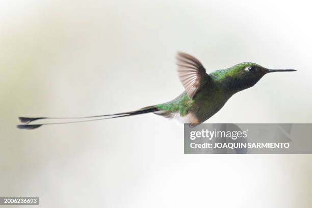 Ocreatus underwoodii hummingbird is pictured in Dagua, department of Valle del Cauca, Colombia, during the 2024 Colombian Bird Fair on February 15,...