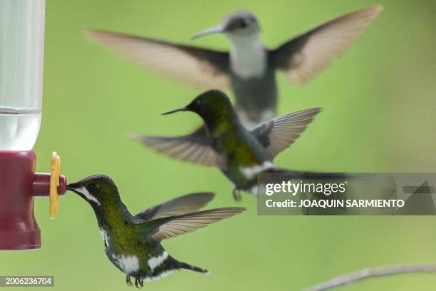 Discosura popelairii hummingbird is pictured drinking water next to two other humminbirds in Dagua, department of Valle del Cauca, Colombia, during...