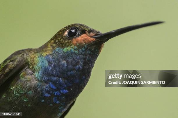 Urochroa bougueri - White-tailed Hillstar -hummingbird is pictured in Dagua, department of Valle del Cauca, Colombia, during the 2024 Colombian Bird...