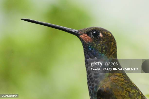 Urochroa bougueri, a white-tailed hillstar hummingbird, is pictured in Dagua, department of Valle del Cauca, Colombia, during the 2024 Colombian Bird...