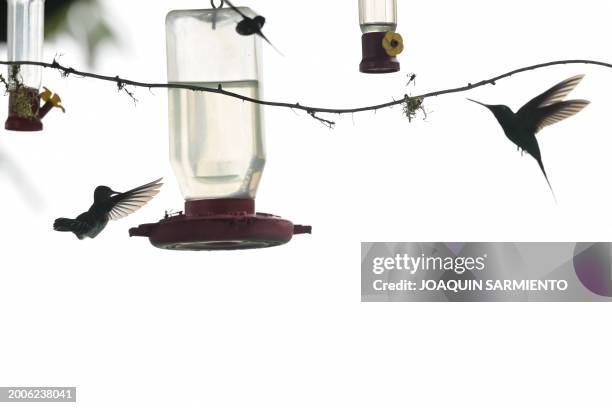 Hummingbirds are pictured in Dagua, department of Valle del Cauca, Colombia, during the 2024 Colombian Bird Fair on February 15, 2024. The 2024...