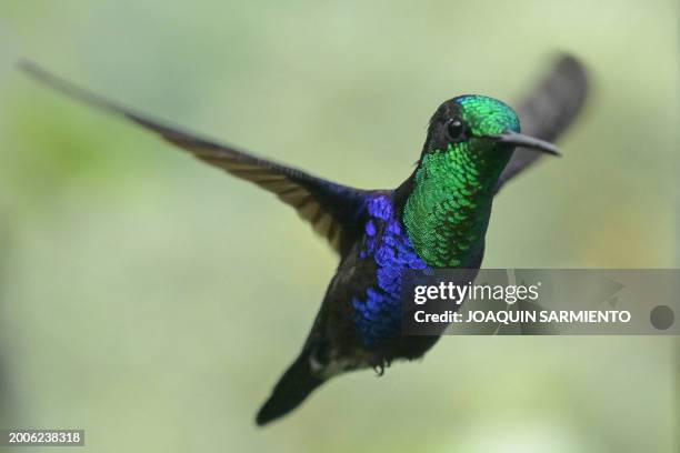 Thalurania fannyi hummingbird is pictured in Dagua, department of Valle del Cauca, Colombia, during the 2024 Colombian Bird Fair on February 15,...