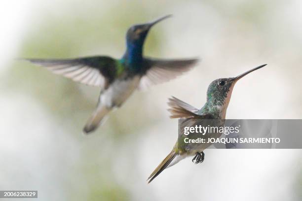 An Amazilia cyanocephala hummingbird is pictured in Dagua, department of Valle del Cauca, Colombia, during the 2024 Colombian Bird Fair on February...