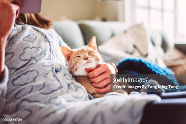 a female pet owner petting her tabby cat’s face who is sleeping on her lap while using  smartphone on the sofa at home - hairy asian stock pictures, royalty-free photos & images
