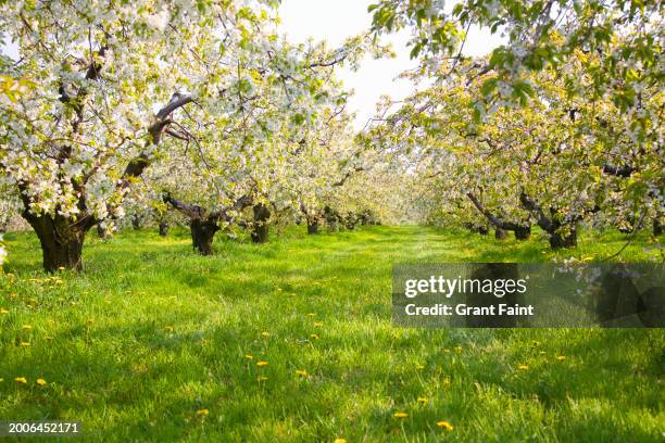 blooming cherry trees. - kelowna stock pictures, royalty-free photos & images