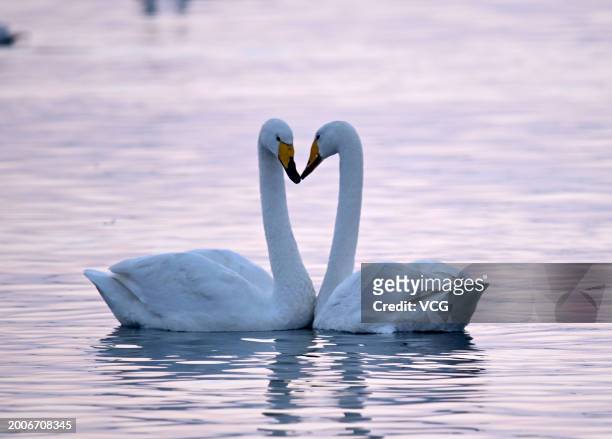 Whooper swans rest at the Sanggou Bay urban wetland park on February 13, 2024 in Rongcheng, Weihai City, Shandong Province of China.
