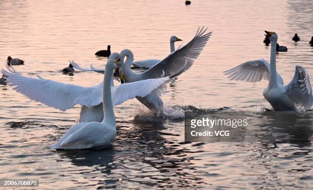 Whooper swans rest at the Sanggou Bay urban wetland park on February 13, 2024 in Rongcheng, Weihai City, Shandong Province of China.