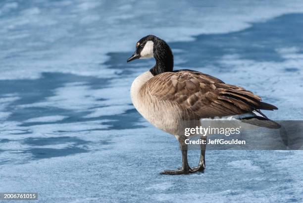 canada goose walking on the ice - coconino county stock pictures, royalty-free photos & images