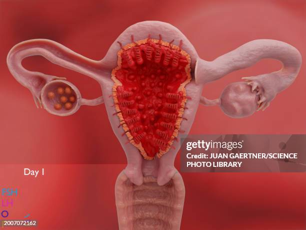 illustrations, cliparts, dessins animés et icônes de uterus and ovaries on day 1 of the menstrual cycle, illustration - 1er jour d'un événement