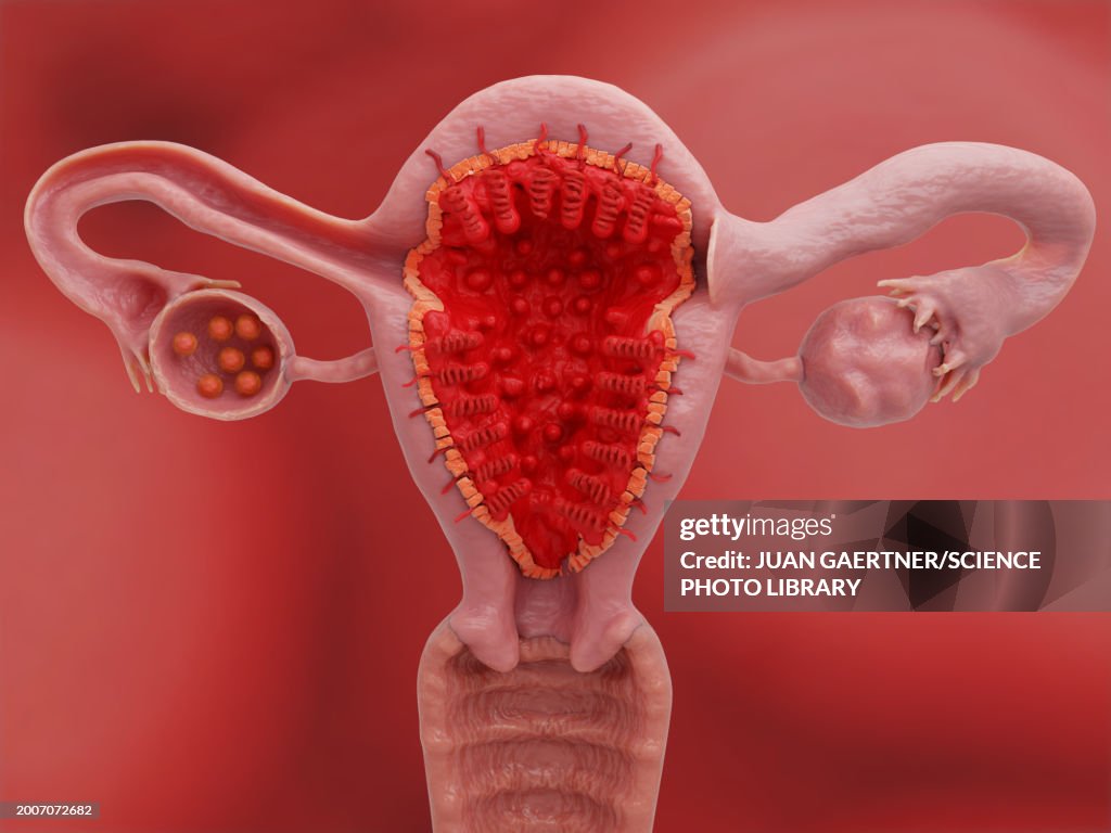 Uterus and ovaries on day 1 of the menstrual cycle, illustration