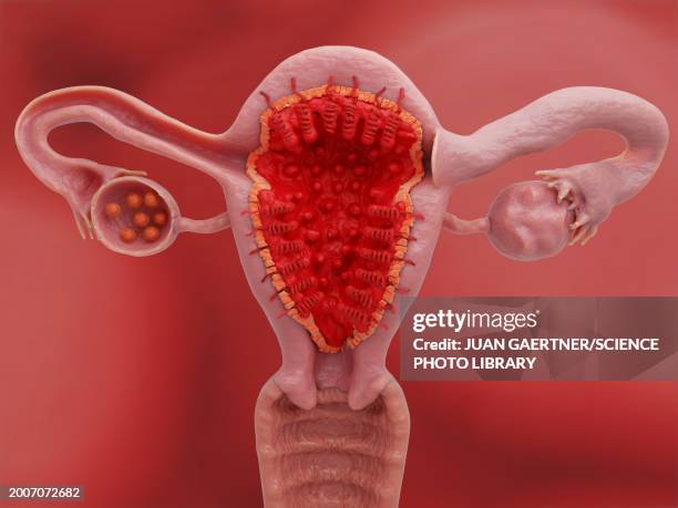 uterus and ovaries on day 1 of the menstrual cycle, illustration - endometrium stock illustrations