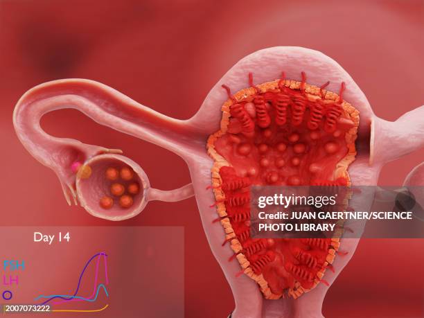 illustrations, cliparts, dessins animés et icônes de uterus and ovary on day 14 of the menstrual cycle, illustration - progesterone