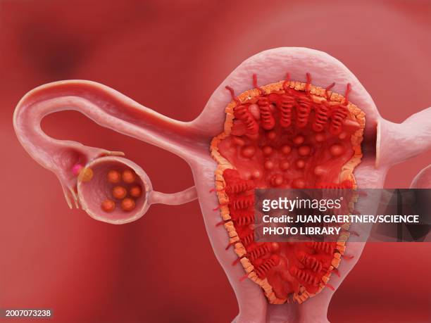 illustrazioni stock, clip art, cartoni animati e icone di tendenza di uterus and ovary on day 14 of the menstrual cycle, illustration - endometrio