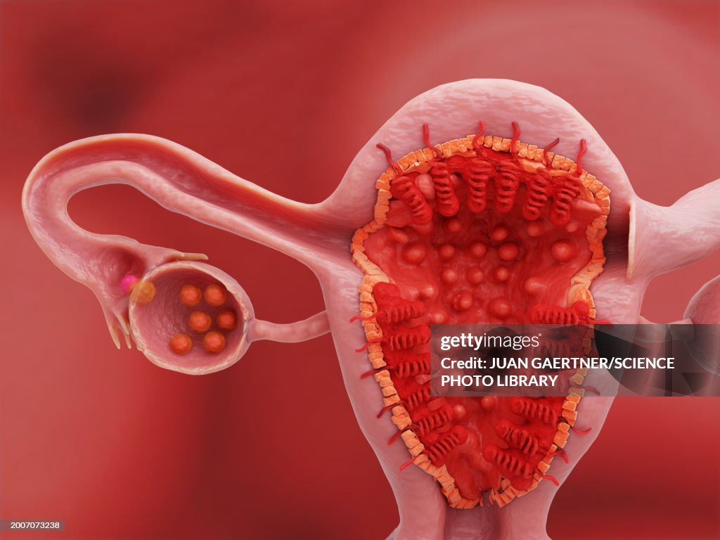 Uterus and ovary on day 14 of the menstrual cycle, illustration