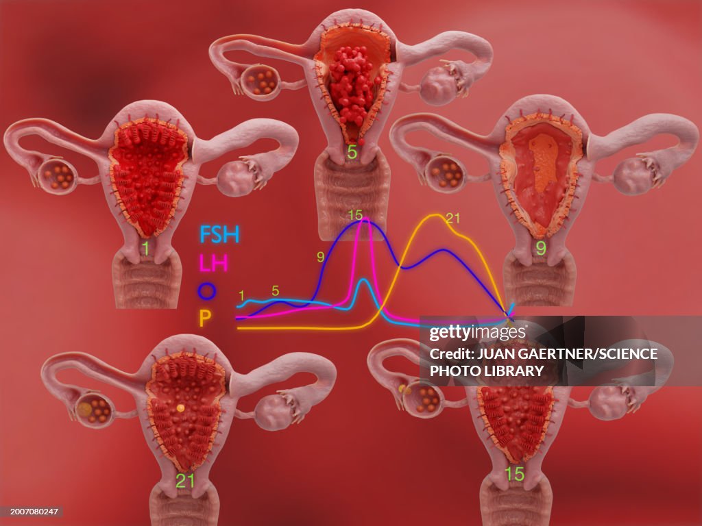 Menstrual cycle, illustration