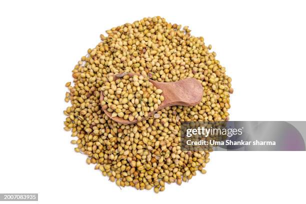 coriander seed isolated on white. - semilla de coriandro fotografías e imágenes de stock