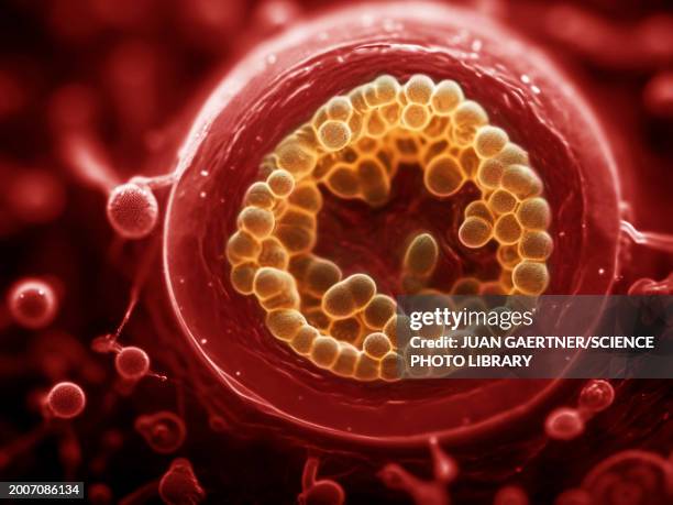 blastocyst embryo, illustration - human embryo development stock illustrations