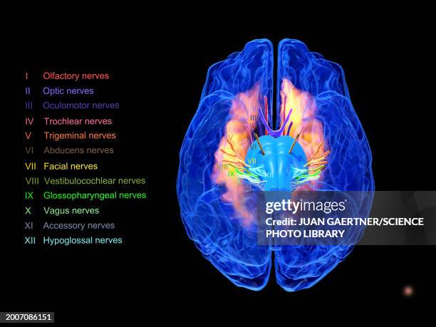 Cn Innervation Map 833 Cn Labels Stock Photos, High-Res Pictures, and Images - Getty Images
