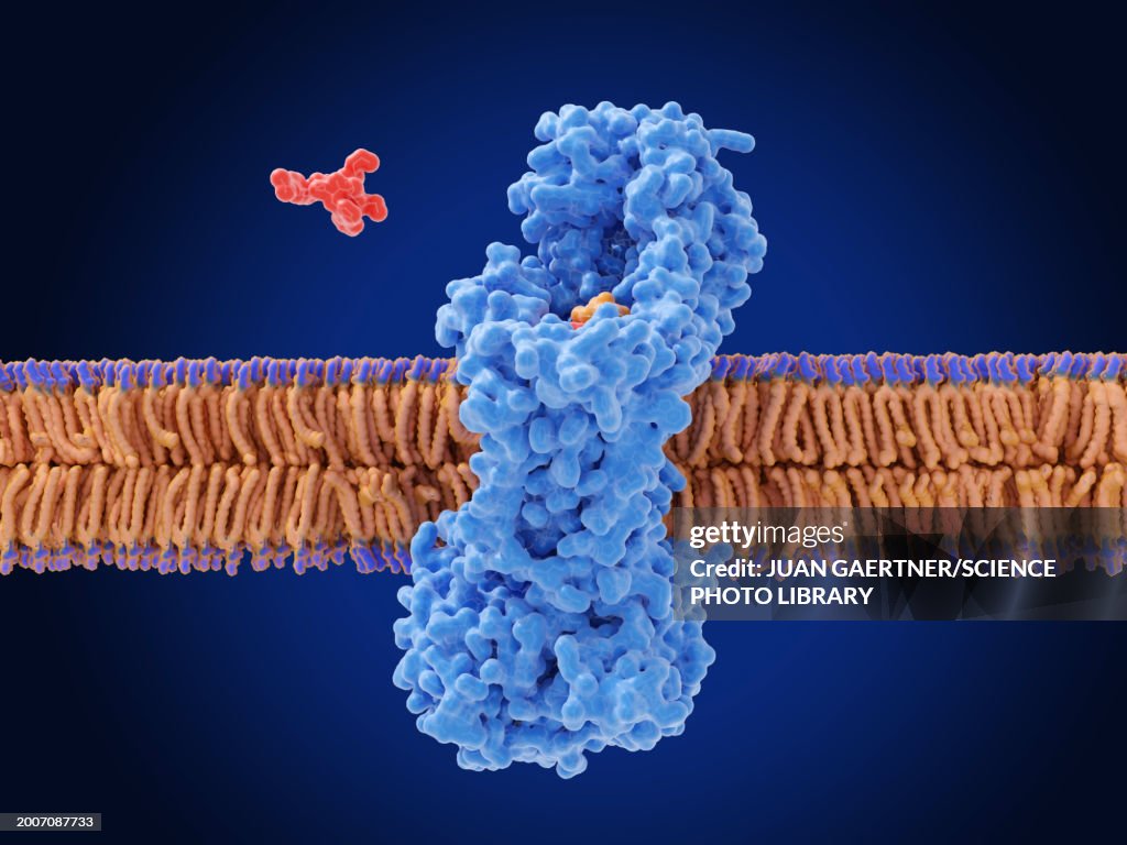 Zosurabalpin antibiotic action, illustration