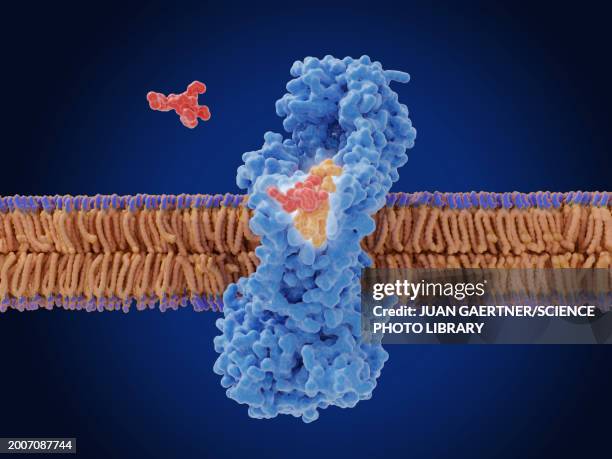 stockillustraties, clipart, cartoons en iconen met zosurabalpin antibiotic action, illustration - celmembraan