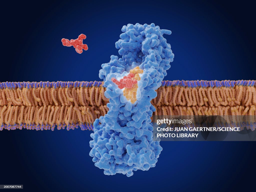 Zosurabalpin antibiotic action, illustration