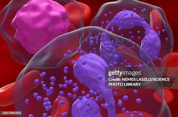 high neutrophil-lymphocyte ratio, illustration - neutrophil stock illustrations