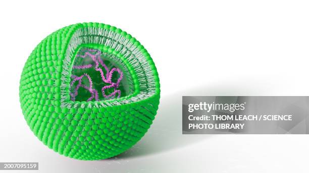 liposome containing dna, illustration - liposome stock illustrations