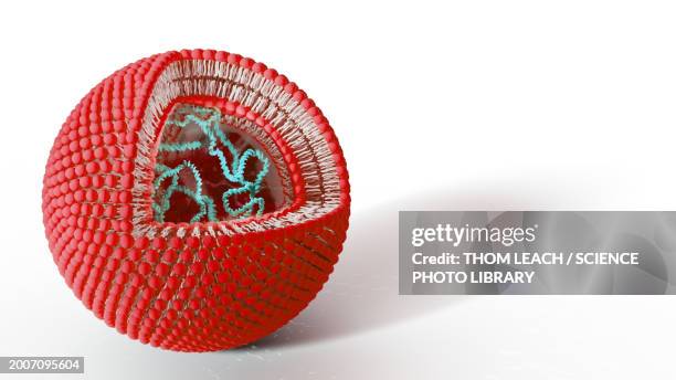 liposome containing dna, illustration - liposome stock illustrations