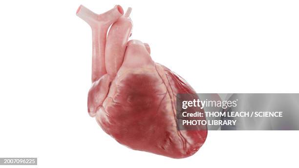 human heart with white background, illustration - human vein stock illustrations