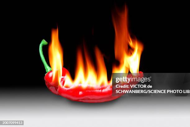 red chilli on fire, illustration - temperature stock illustrations