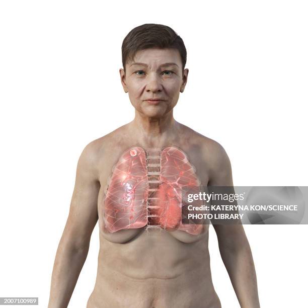 Anatomy Of Female Chest And Torso Stock Photo - Download Image Now