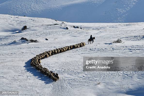 Sheep herd on snow-covered hills in Turkiye's Van